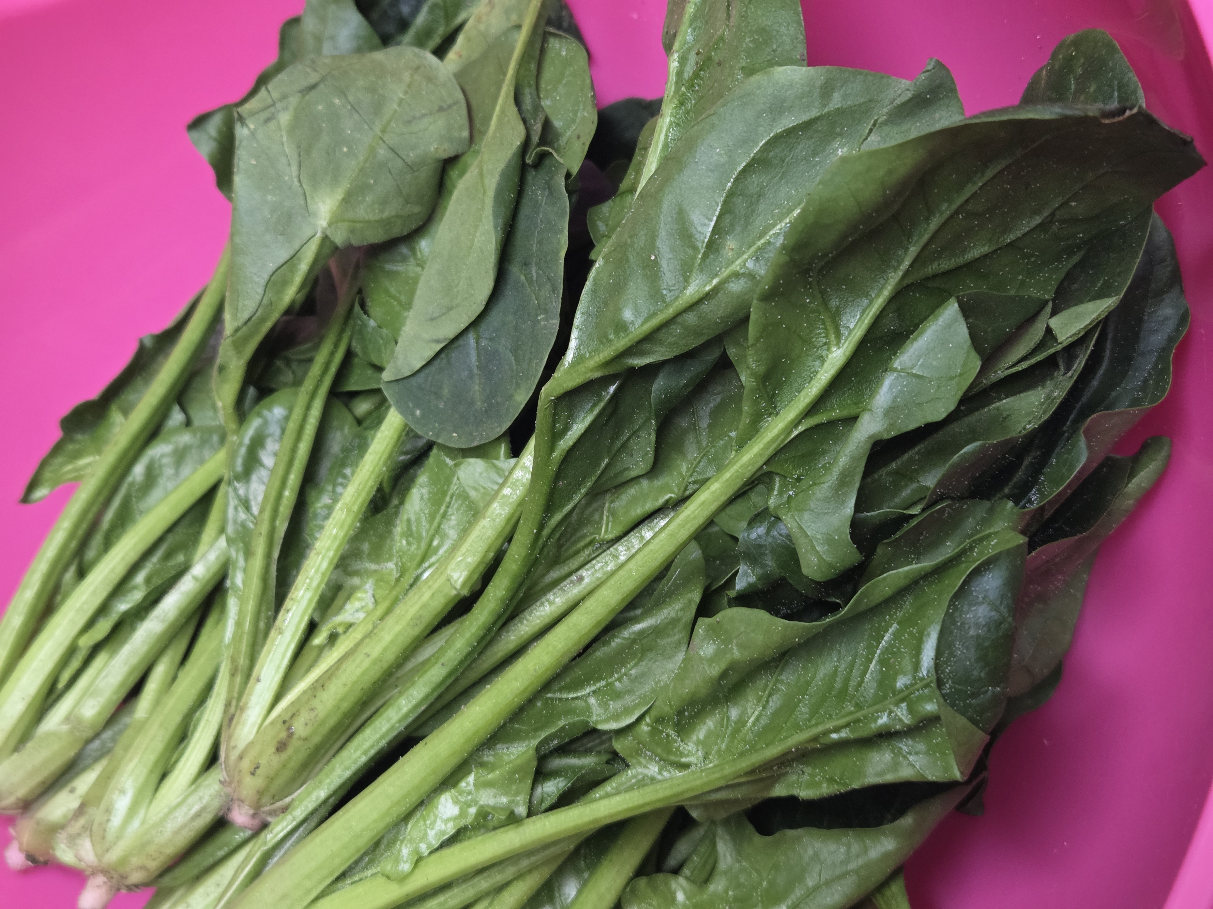 시금치소고기덮밥